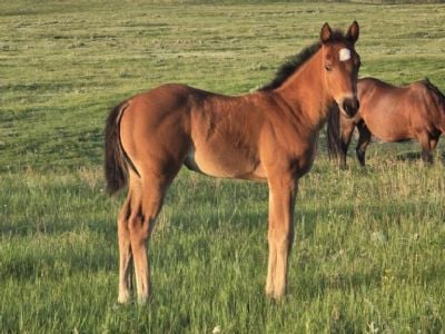 Top Gun Charlie JW<BR>AQHA PENDING